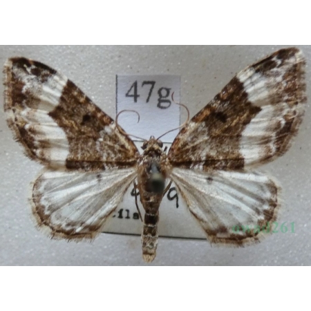 Euphyia unangulata (Haworth, 1809) Paśnik jednozębik Czech47g